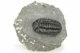 Phacopid (Adrisiops) Trilobite - Jbel Oudriss, Morocco #222408-3
